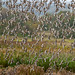 Black tailed godwits