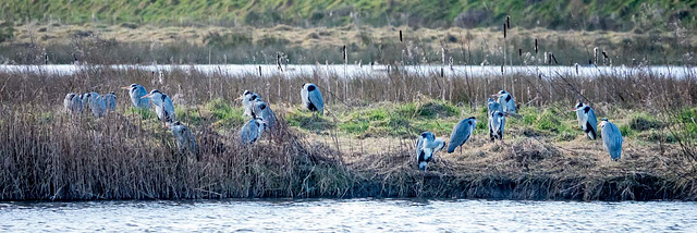 Grey herons gathering