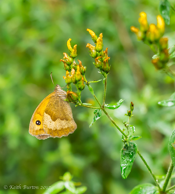 Gatekeeper