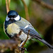 Great tit