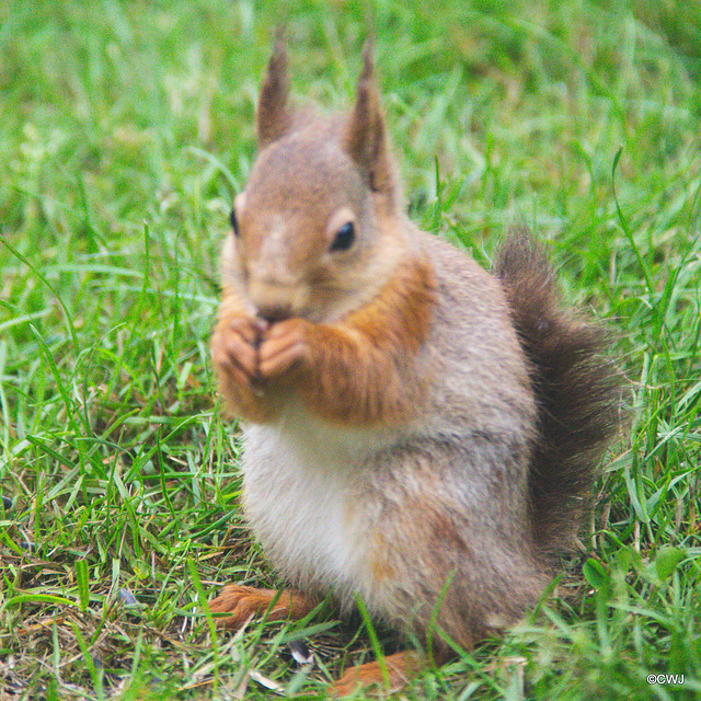 Breakfast time for the youngster