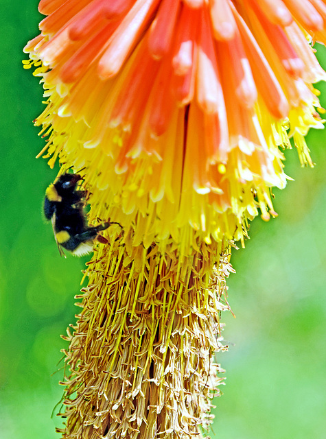 Bee Careful!