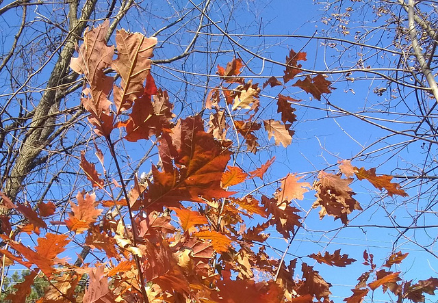 The last of the colorful leaves