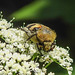 20210627 1177CPw [D~LIP] Möhre (Daucus carota), Pinselkäfer (Trichius fasciatus), Bad Salzuflen