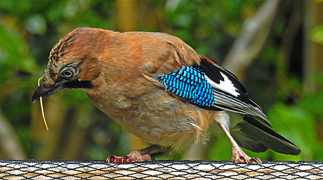20210705 1324CPw [D~LIP] Eichelhäher (Garrulus glandarius), Bad Salzuflen