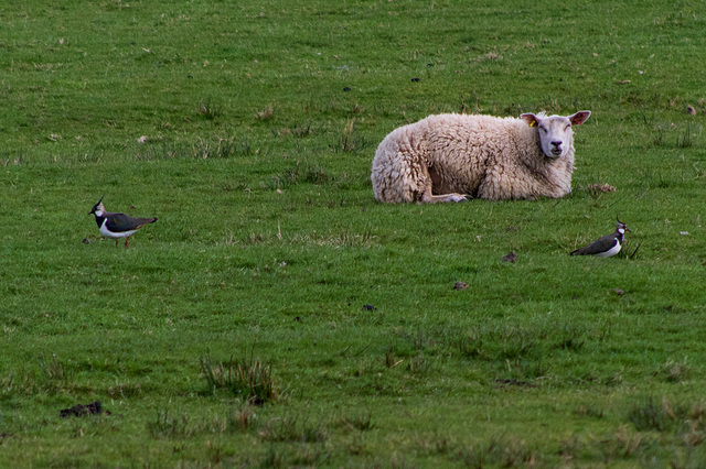 Sheep ignoring Lapwings