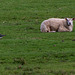 Sheep ignoring Lapwings