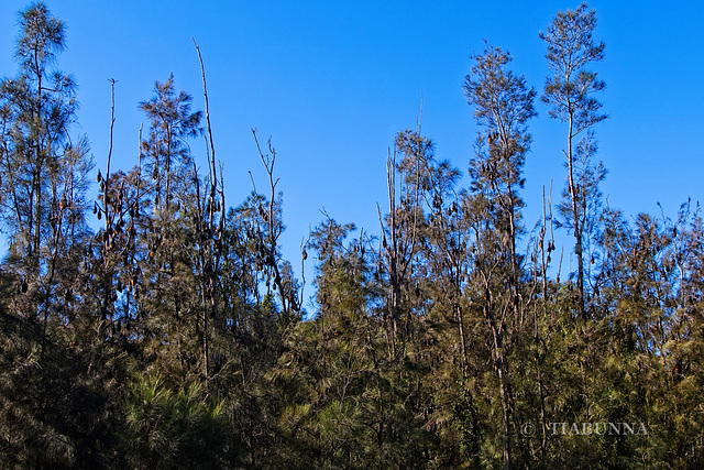 Massed Flying Foxes