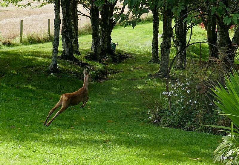 So now we know who is eating the plants in the garden!