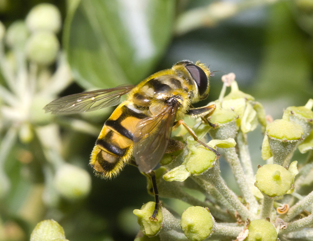 IMG 8375 Hoverfly-2