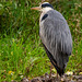 Grey heron