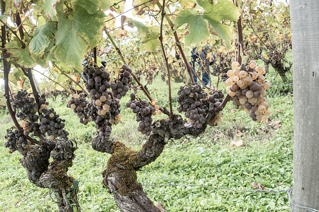 Old vines, Chateau de Myrat