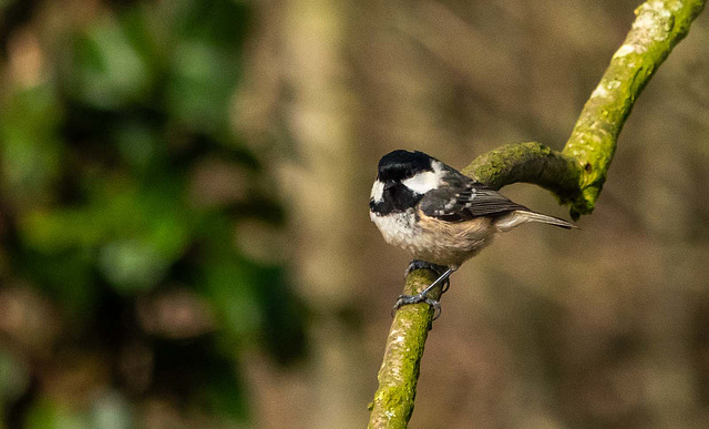 Coal tit