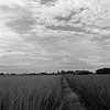 Rain clouds and paddies