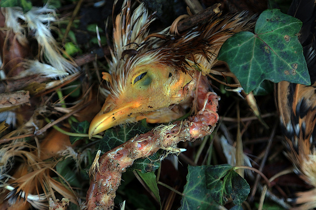 Je viens de retrouver ma dernière poule naine .