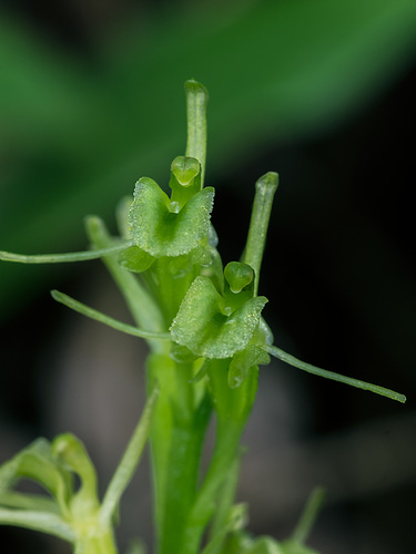 Liparis loeselii (Loesel's Twayblade orchid)