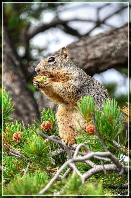 Squirrel female eating a juniper berry