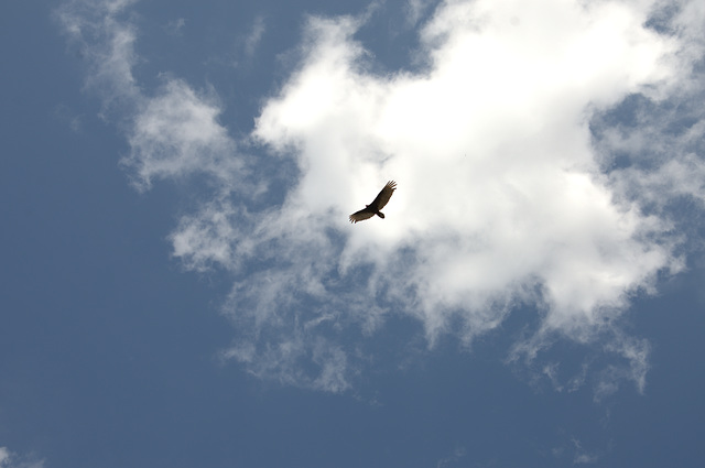 turkey buzzard