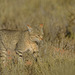 Chat sauvage d'Afrique (African  wildcat )