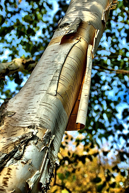 Silver Birch