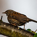 Dunnock