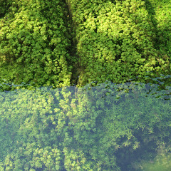 Aquatic plants