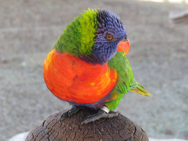 Rainbow Lorikeet