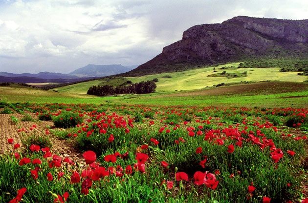 Andalucia Poppies