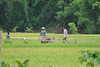 VALLEE DE MAI CHAU  VIETNAM