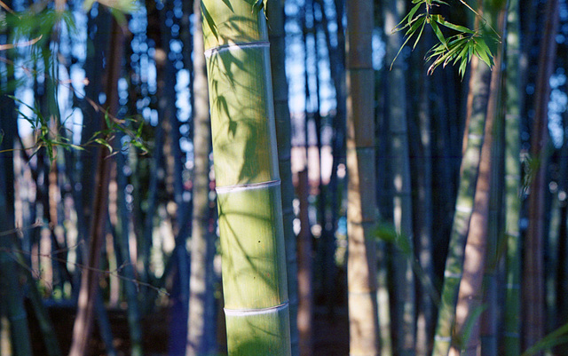 Bamboo