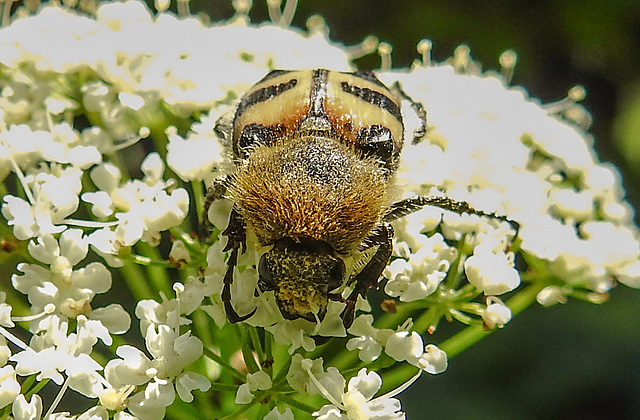 20210627 1178CPw [D~LIP] Pinselkäfer (Trichius fasciatus), Bad Salzuflen