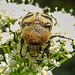 20210627 1178CPw [D~LIP] Pinselkäfer (Trichius fasciatus), Bad Salzuflen