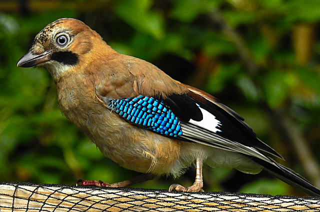 20210705 1325CPw [D~LIP] Eichelhäher (Garrulus glandarius), Bad Salzuflen