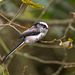 Long tailed tit