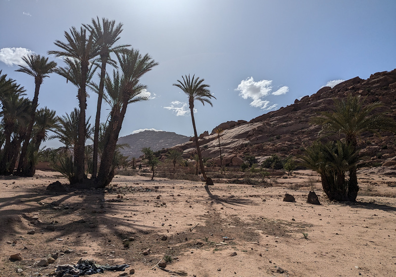 Cocotiers en zone aride / Coconut trees in arid area