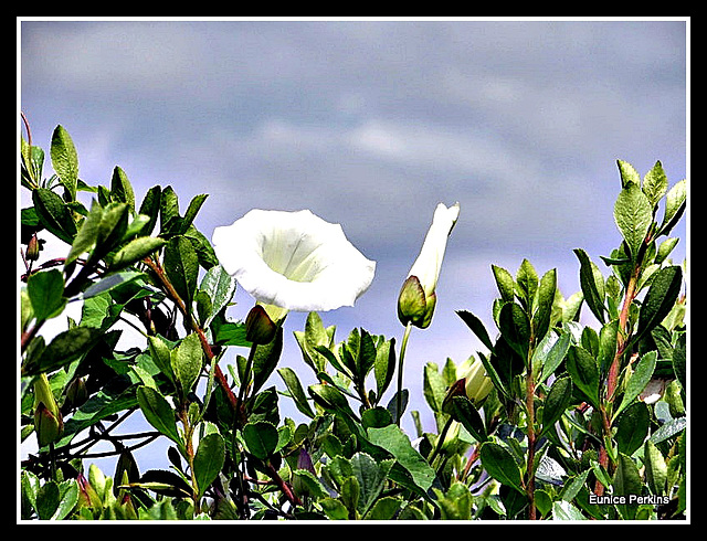 Bindweed.