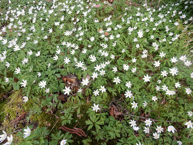 103 Das Buschwindröschen erobert sich stille Gartenecken ganz allein