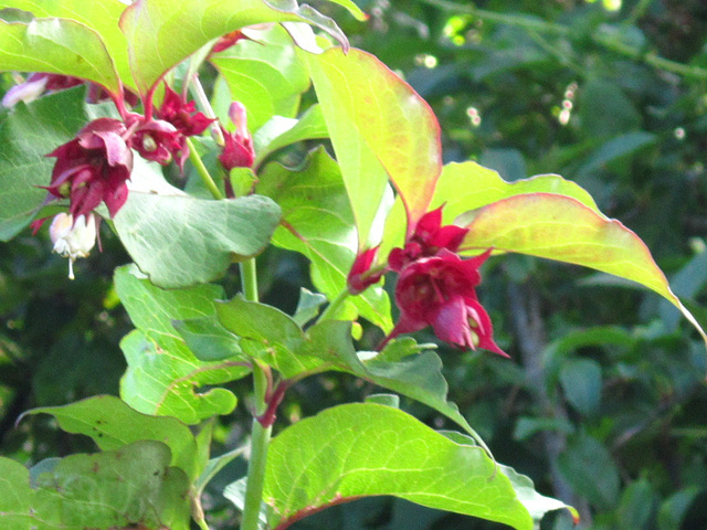 The Himalayan honeysuckle has decided to grow in another place