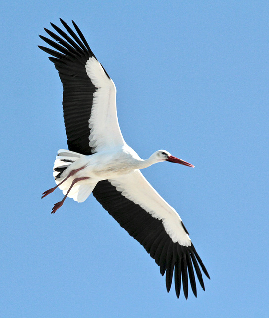 Ruhig zieht der Storch seine Kreise