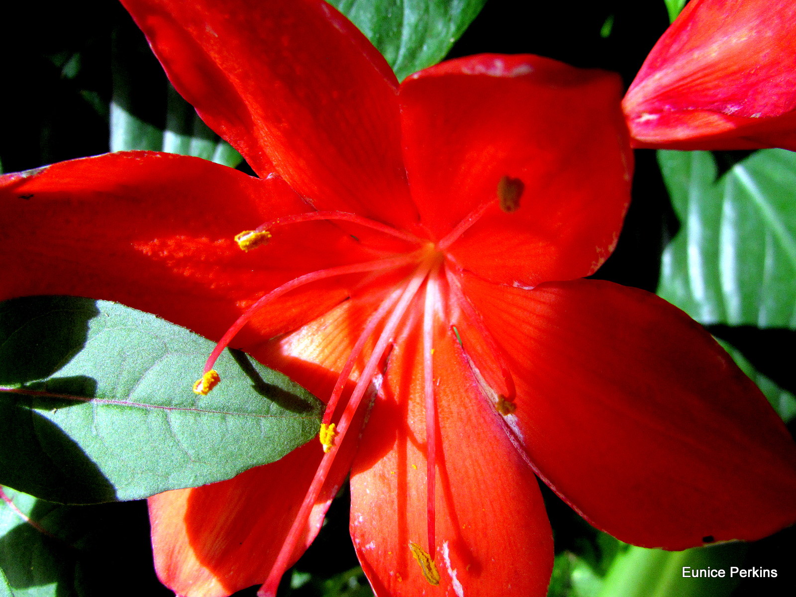 Red Petals