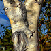 Silver Birch