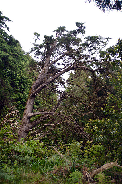 Baum im Überlebenskampf