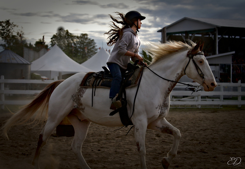 Cheval du soir