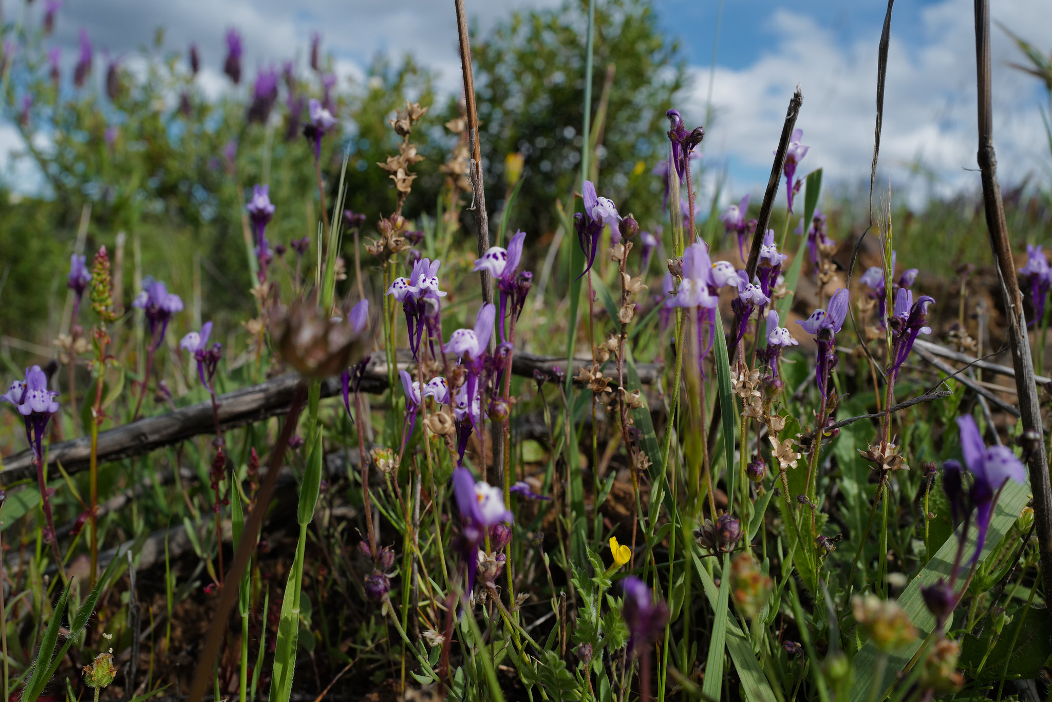 Linaria amethystea, Lamiales