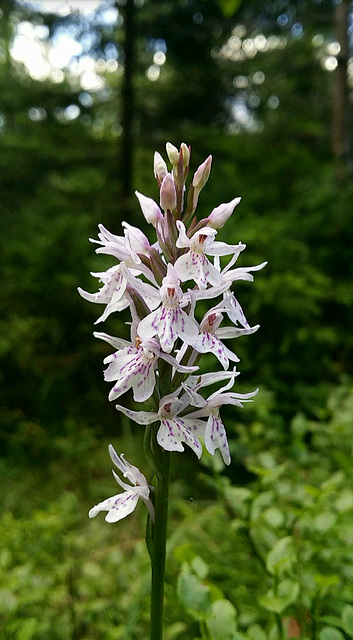 geflecktes Knabenkraut