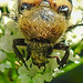 20210627 1179CPw [D~LIP] Pinselkäfer (Trichius fasciatus), Bad Salzuflen