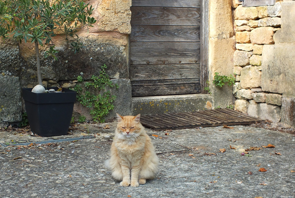Chat devant sa maison
