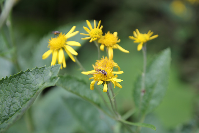 Blume mit Schwebfliege