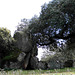 Dolmens of El Espartal