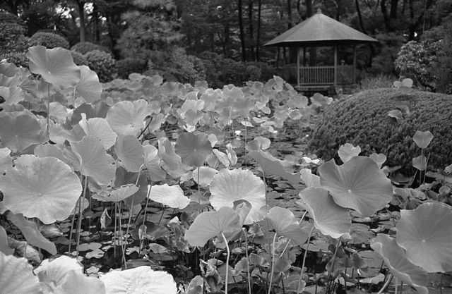 Lotus pond